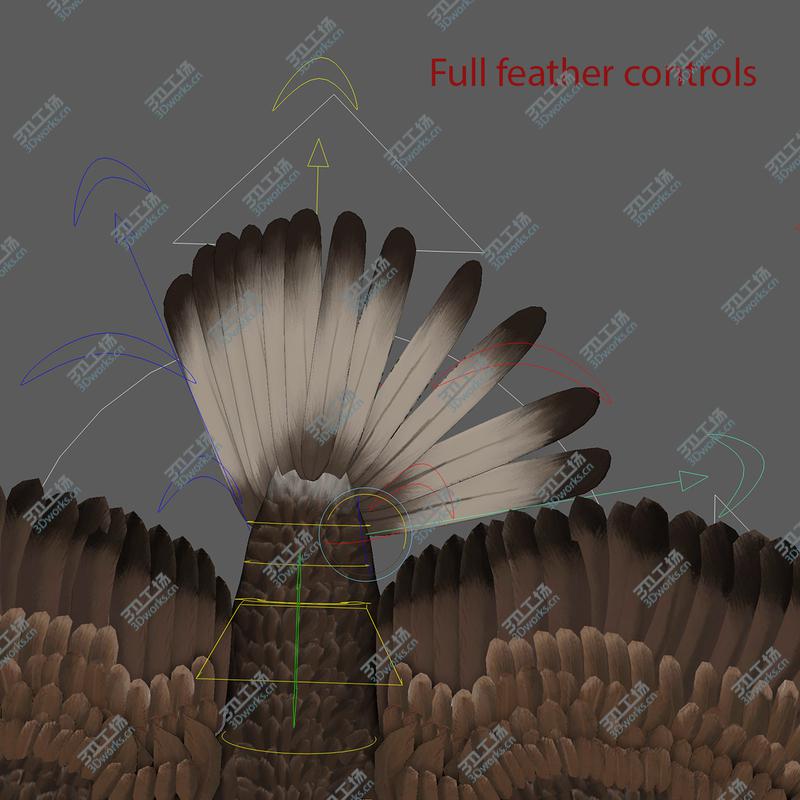 images/goods_img/202105071/3D 3D Bald Eagle American Rigged Model model/5.jpg